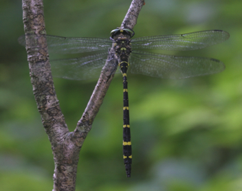 Cordulegaster erronea, male